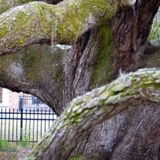 Exploring Clearwater's Past with Clearwater Historical Society
