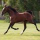 Blooded Horse Sale