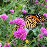 Summer Pollinator Walk