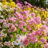 Conservatory Garden Tour