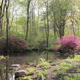 Central Park Woodland Walk: The Ramble