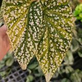 FALL PLANT SALE AT FOUR BULLETS