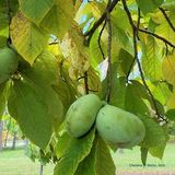 Growing and Eating Paw Paws with Laurie Lockwood