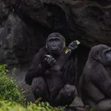 Behind-the-Scenes: Gorillas