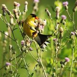 Birding Walks