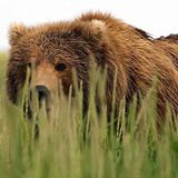Discovery: Among Wild Predators With Wildlife Filmmaker Casey Anderson