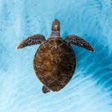 Ocean Film Festival World Tour