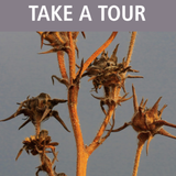 Fall Prairie Seed Walk