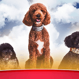 Puppy Pals Live