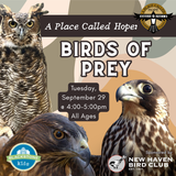 A Place Called Hope: Birds of Prey