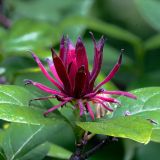 Mindful Nature Walk