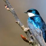 Arboretum Bird Walk