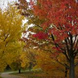 Gardening with Trees