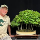 Japanese Silverberry as Shohin Bonsai Workshop