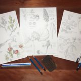 27 BAC 111 Introduction to Botany Through Drawing