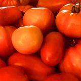 How to Grow Tomatoes like a Farmer with Glenn Huberman
