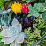 Succulent and Air Plant Arrangement Workshop with Alorè Event Firm