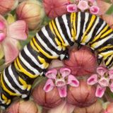 Growing Butterfly Host Plants with The Worm Queen