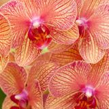 Orchids Are Easy to Grow, If You Know How | with Melana Davison