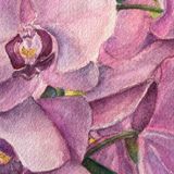 Orchids in Watercolor with Donna Underwood