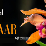 Tropical Plant Bazaar