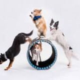 Mutts Gone Nuts