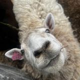2027 Long Island Fleece and Fiber Fest