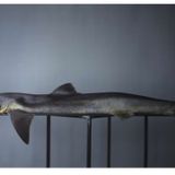 Shark by Richard Learoyd