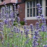 Gardens Tour