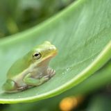Froggy Night