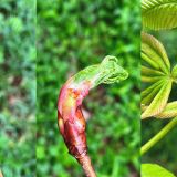 Fourth Saturday Phenology Walk