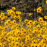 Pride Nature Walk