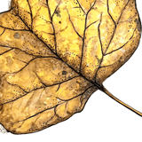 Botanical Art: Fall Treasures in Pen and Watercolor