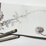 Botanical Art Sketchbook Workshop: Plants of Adkins