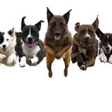 The Canine Stars: Stunt Dog Show