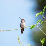 Bird Walks