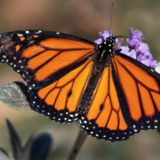 Butterfly Walks