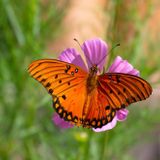 Butterfly Walk