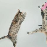 2026 CAT VIDEO FILM FESTIVAL