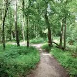 Wellness Walk in the Park