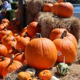 Pumpkin Patch