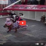 Wiener Dog Races