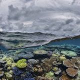 Diving in The Great Barrier Reef