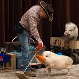 Seedlings: Top Hogs