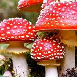 Amanita Equinox Ceremony