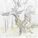 Intermediate Drawing (D-4)