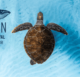 Ocean Film Festival World Tour