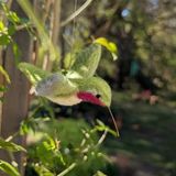Needle Felting