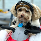 8th annual HOWLOWEEN Doggie costume parade!