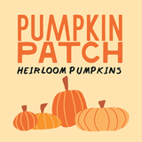 Marin Country Mart Pumpkin Patch